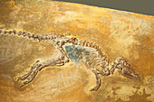 Leptictidium Auderiense Weasel Fossil
