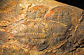 Trilobites Corynexochida