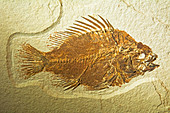 Priscacara Serrata Fish Fossil