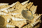 Snail Fossils