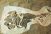 Coccosteus Cuspidatus Fish Fossil