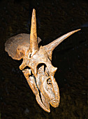 Tricerotops Skull Fossil