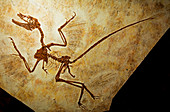 Microraptor Feathered Dinosaur Fossil