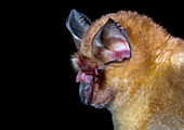 Shamel's horseshoe bat