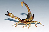 Scorpion, Anuroctonus pococki