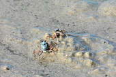 Soldier crabs burying into mudflat