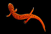 Red Salamander