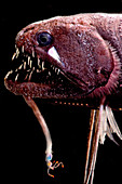 Threadfin Dragonfish