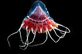 Helmet Jellyfish