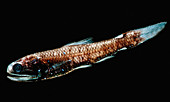 Luminous Lanternfish