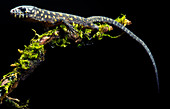 Yellow Spotted Tropical Night Lizard