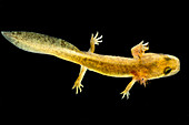 California Giant Salamander Larva