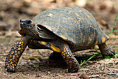 Yellowfoot Tortoise