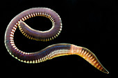 Chilean Earthworm