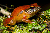 Rosy Ground Frog