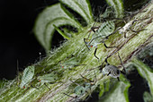 Slender Mugwort Aphids