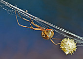 Brown Widow (Latrodectus geometricus)