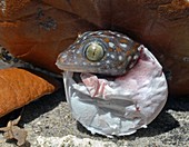 Tokay Gecko Hatching