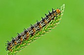 Common Buckeye Caterpillar