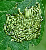 Tawny Emperor Caterpillars