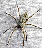 White-banded Fishing Spider