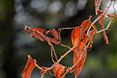 Dead leaf mantis