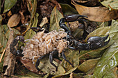 Asian scorpion carrying young