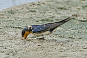 Barn Swallow