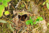 Tarantula Emerging