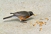 American robin eating mealworms