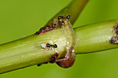 Ant plant with ants