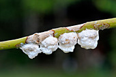 Yellow Orchid Beetle Cocoons