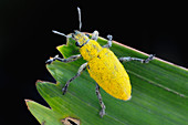 Pollen Covered Weevil