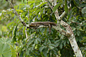 Northern Caiman Lizard