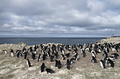 Rockhopper Penguin Colony