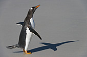 Gentoo Penguin on Beach