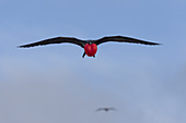 Male Great Frigatebird