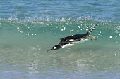 Gentoo Penguin Ashore from Ocean Surf