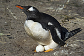 Gentoo Penguin at Nest with Eggs