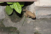 Common Sunda toad