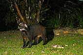 Male Masked Palm Civet