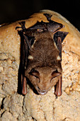 Diadem Roundleaf Bat