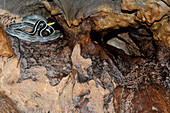 Cave Racer waiting for bats