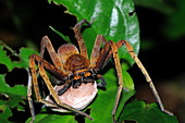 Huntsman Spider with Egg Sac