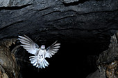 Mossy Swiftlet in Racer Cave