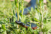Red-bellied Black Snake (P. porphyriacus)