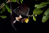 Marianas flying fox (P. mariannus) with fruit