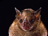 Little yellow-shouldered bat (S. lilium)