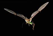 Pallid Bat (Antrozous pallidus) flying w prey
