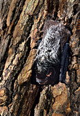 Silver-haired bat (L. noctivagans)